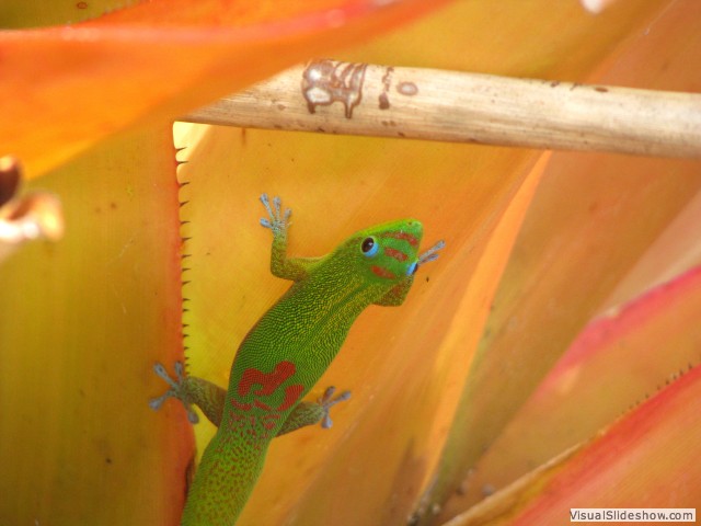 Hawaii Tour - Gecko sighting!